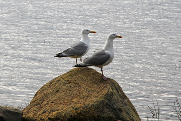 Birds on a stone. River Keret. North Karelia. (The Vast Russia! Sergey, Bryansk.)