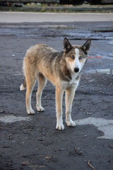 Dog with blue eyes. North Karelia. (The Vast Russia! Sergey, Bryansk.)