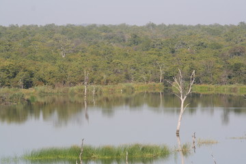 south African wildlife