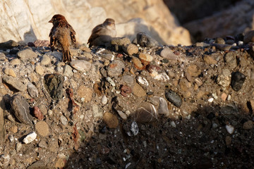 very nice house sparrow