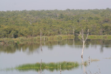 south African wildlife