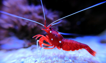 Red Fire shrimp - Lysmata Debelius 