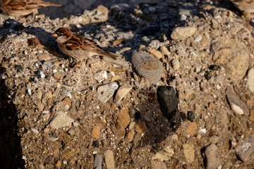 very nice house sparrow
