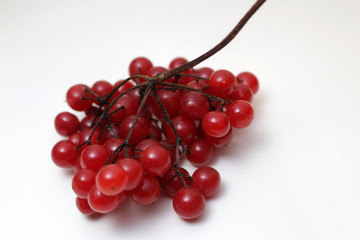 Red viburnum is on a white background