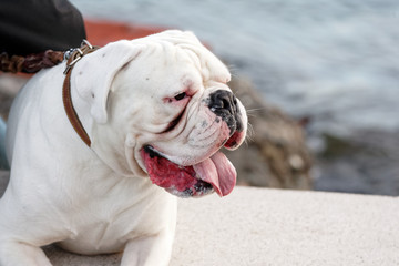 very nice white bulldog