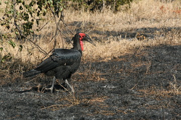 south African wildlife