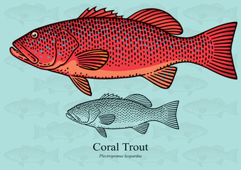 Coral Trout. Vector illustration for artwork in small sizes. Suitable for graphic and packaging design, educational examples, web, etc.