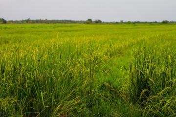 Close-up of green rice field