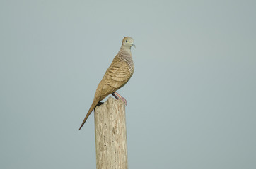 Zebra Dove Perching on the Tree Branch