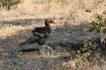 south African wildlife