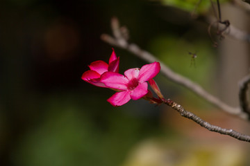 Obraz premium Desert Rose or Impala Lily flower