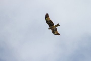 Black Kite Bird in flight