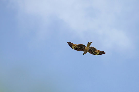 Black Kite Bird in flight