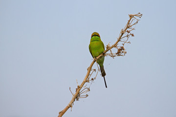  green bee-eater perched on a branch
