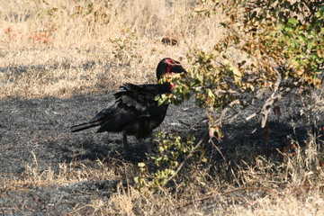 south African wildlife