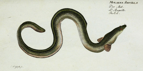 Illustration of a fish.