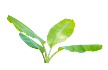 Green banana  tree isolate on a white background with clipping path.