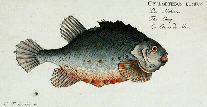 Illustration of a fish.