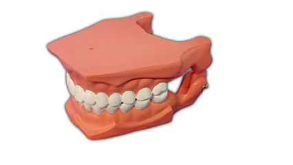 dentist model of jaws and teeth