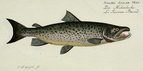 Obraz premium Illustration of a fish.