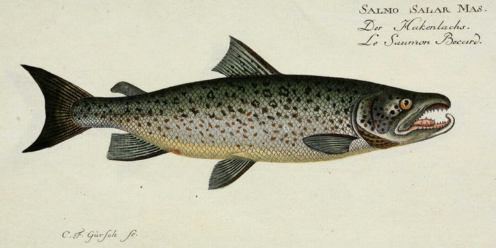 Illustration of a fish.