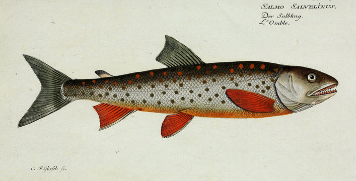 Illustration of a fish.