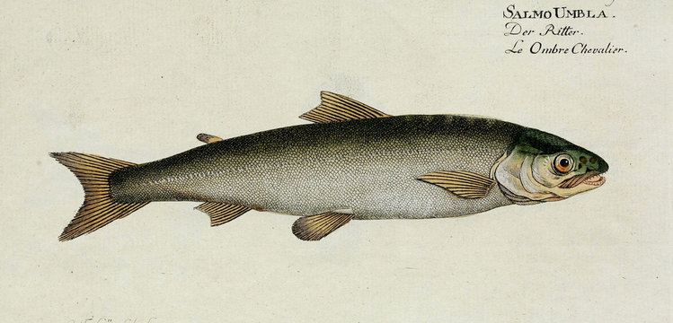 Illustration of a fish.