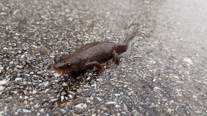 salamander on wet ground