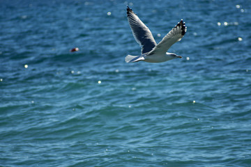 White sea gull flying in the blue sunny sky over the coast of Croatia Sea
