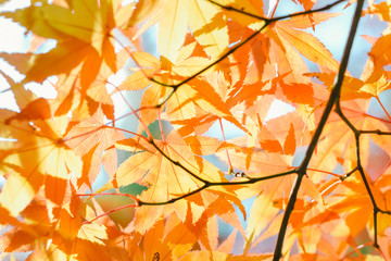 Autumn season colorful of tree and leaves