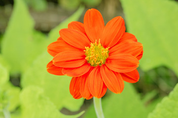 Close up of orange Zinnia flower with nature background .