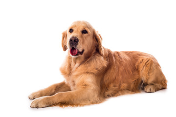 Golden Retriever dog isolated on white