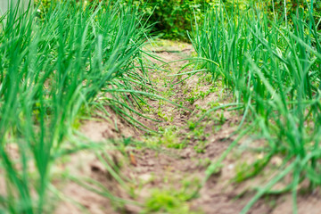 Green onion in the garden