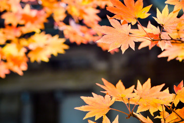 Autumn season colorful of tree and leaves