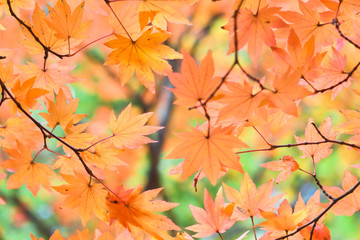 Autumn season colorful of tree and leaves