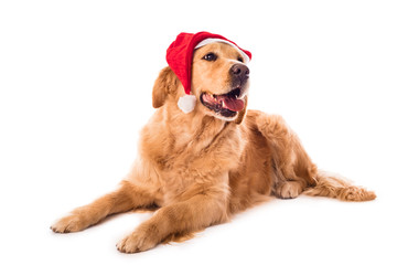 Golden Retriever dog isolated on white