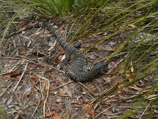 varan