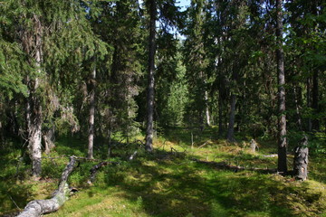 Forest. The Republic Of Komi. The Subpolar Urals. .(The Vast Russia! Sergey, Bryansk.)