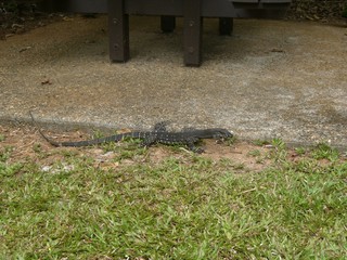 lizard
