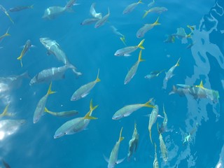 shool of fish close to the surface