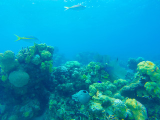 Fototapeta na wymiar Scuba Diving Bay of Pigs