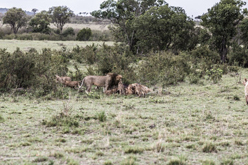 Naklejka na ściany i meble Savanne der Maasai Mara/Africa und ihre Löwen