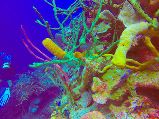 Naklejka premium Scuba Diving Bay of Pigs