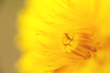 Obrazy  kwiat mniszka lekarskiego. zdjęcie makro. Żółte tło. Tapeta.