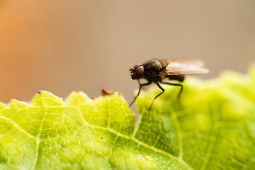 fly fly closeup. a fly on a leaf