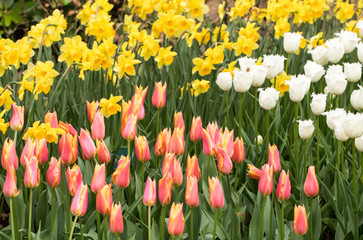 Obraz premium colorful tulips and daffodils blooming in a garden