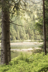 Beautiful landscape scene at the small Arbersee in Bavaria
