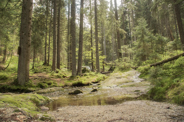 Beautiful landscape scene at the small Arbersee in Bavaria