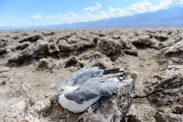 Carcass of a seagull in Death Valley