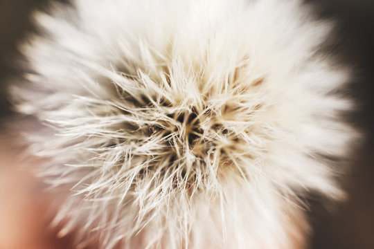 dandelion with parachutes close-up. background . dandelion in bloom